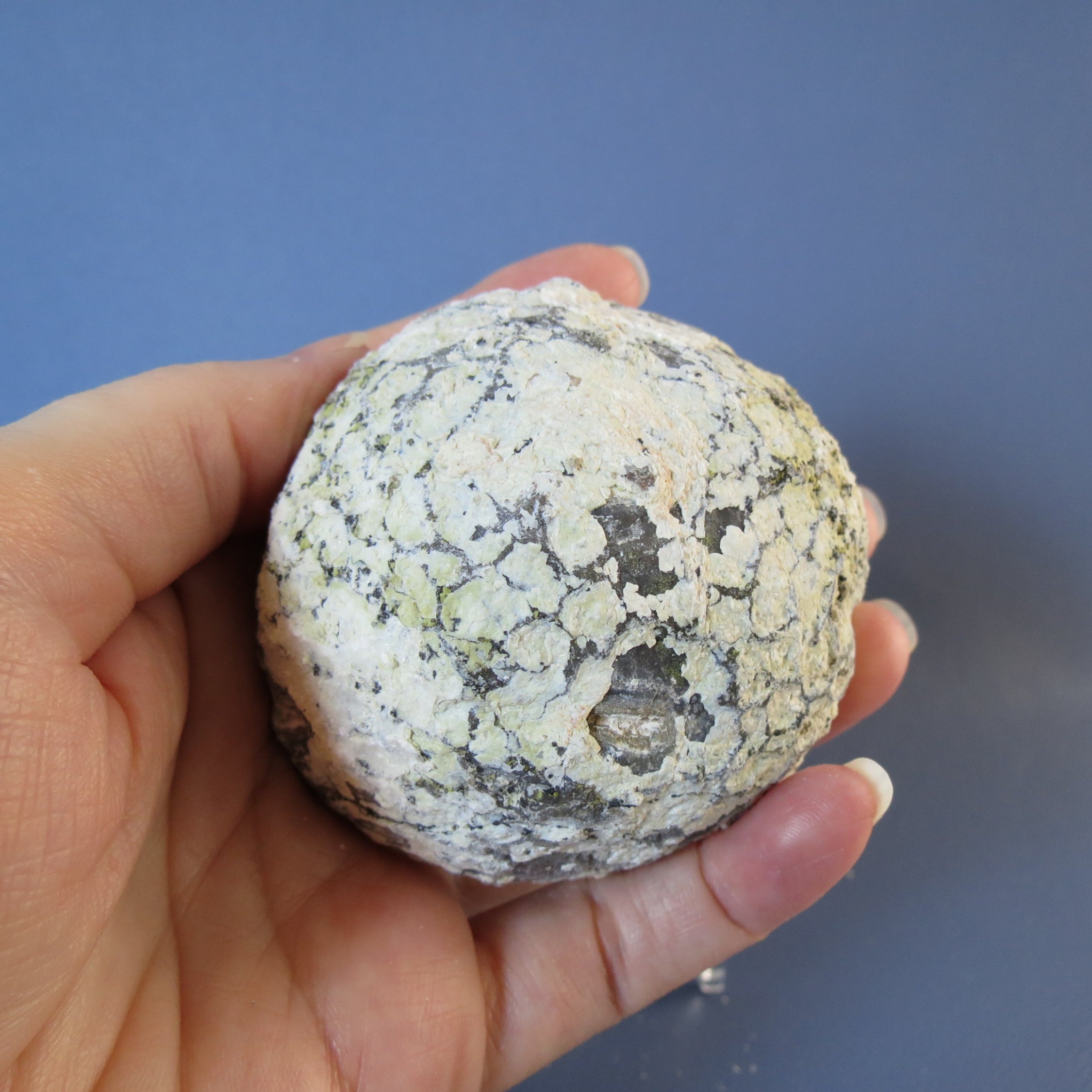 Coconut Geode, Las Choyas - Jasper and Quartz Crystals - Coco28a