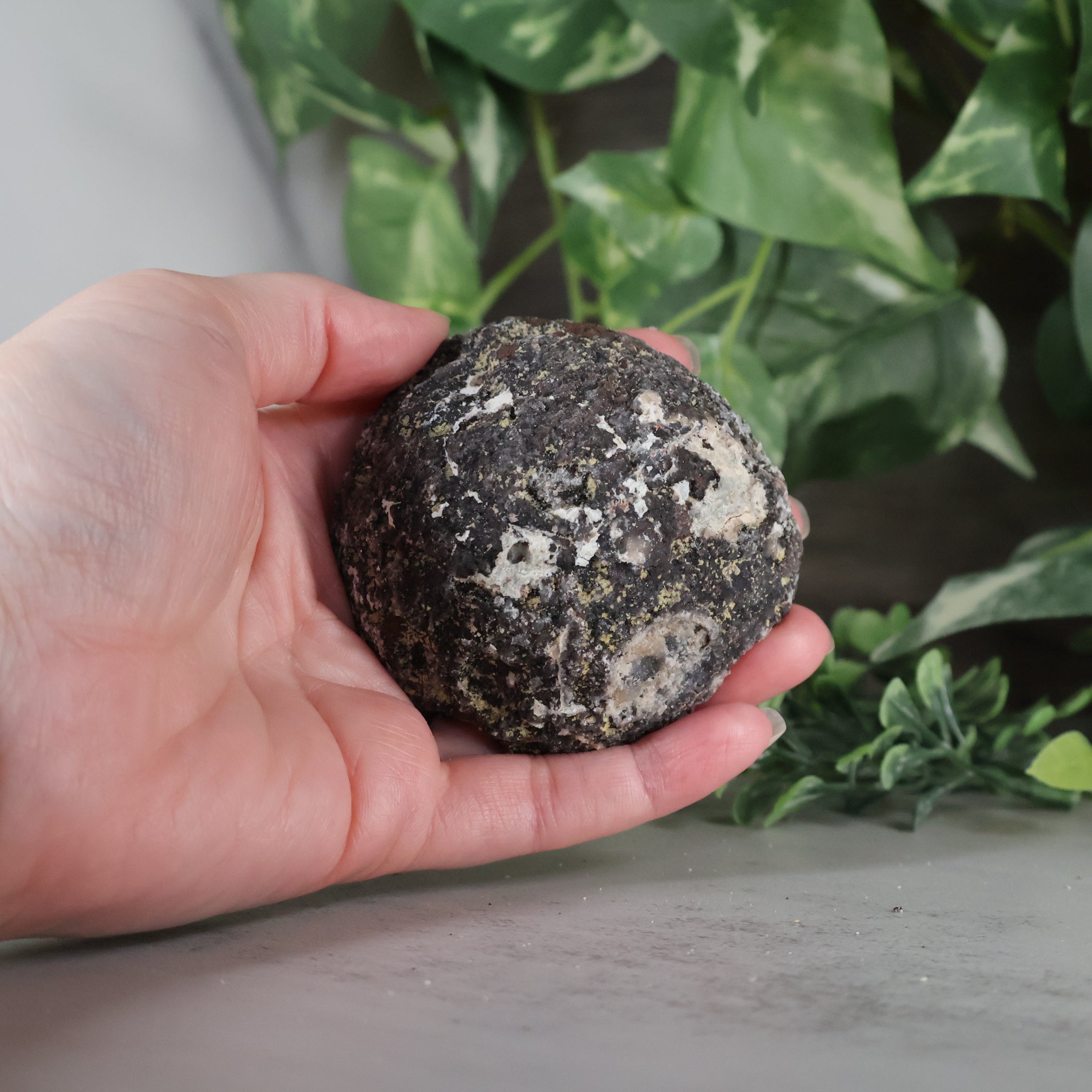 Las Choyas Coconut Geode - Sugar Quartz - Goethite