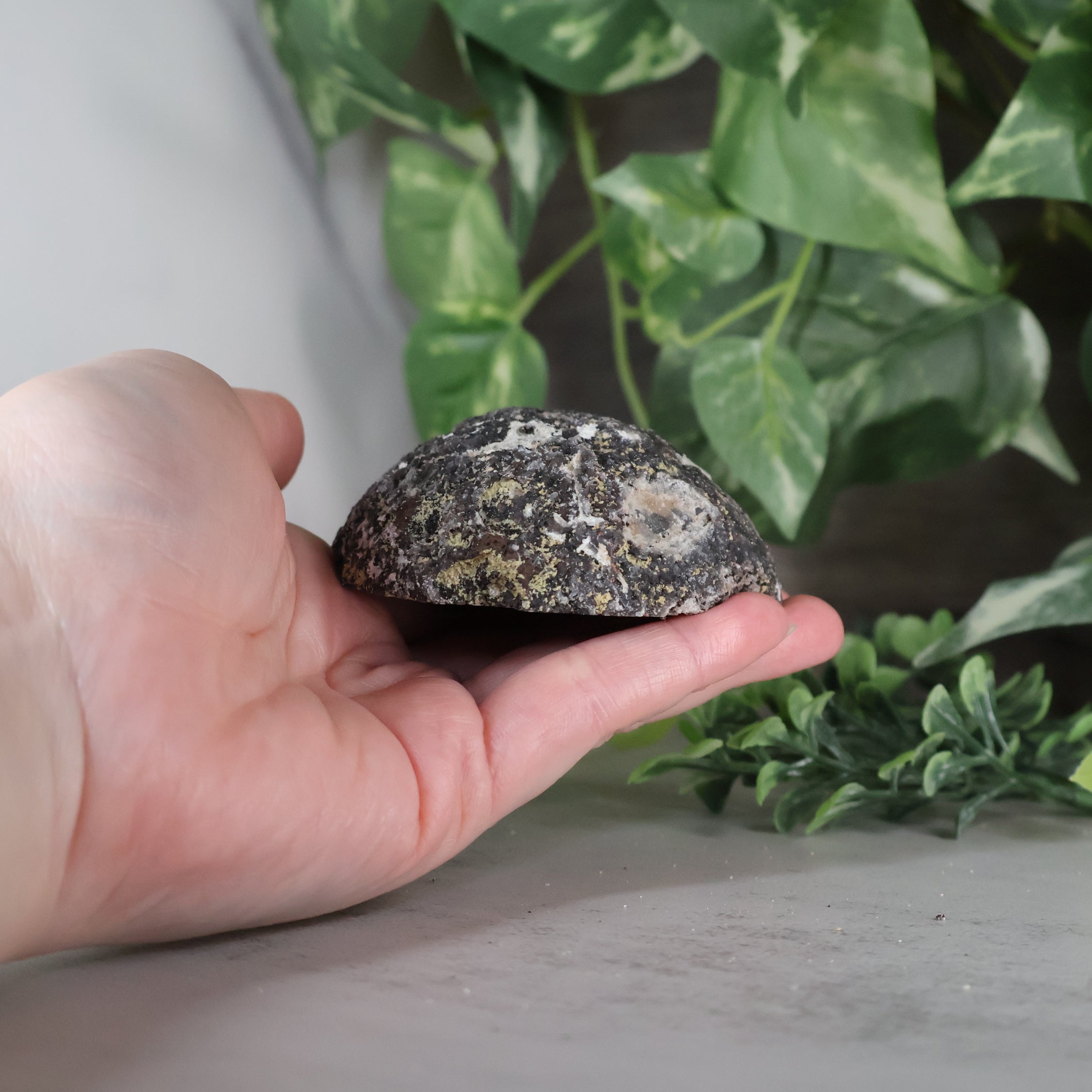 Las Choyas Coconut Geode - Sugar Quartz - Goethite
