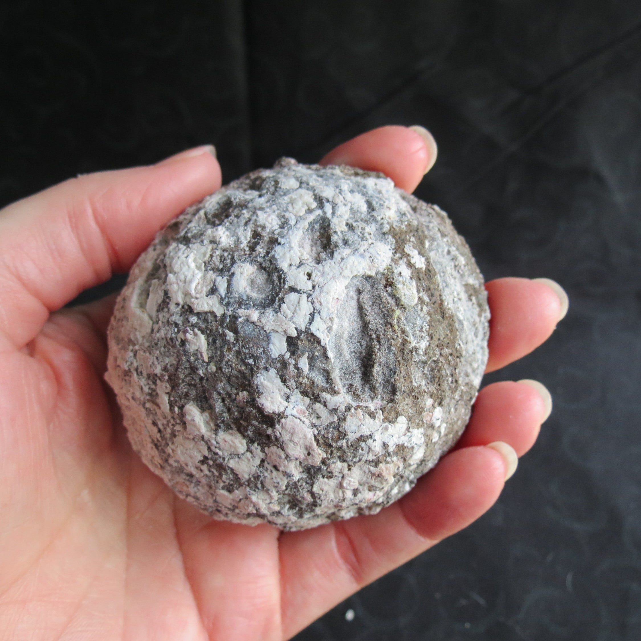Coconut Geode - Coco8b - Calcite Plating, Angel Wings