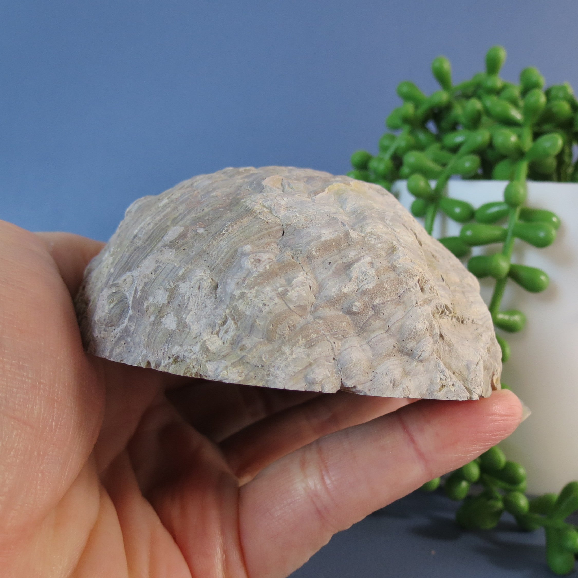 Druzy Mist Geode Thunderegg- Quartz - DM23a