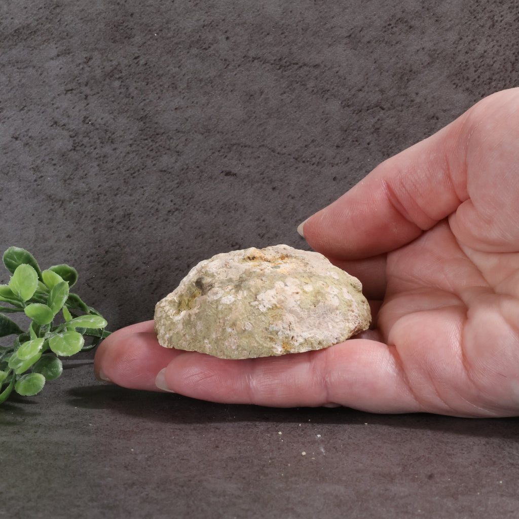 Candy Apple Geode 45a - Quartz Crystals
