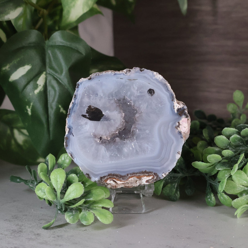 Las Choyas Coconut geode with plants in the background