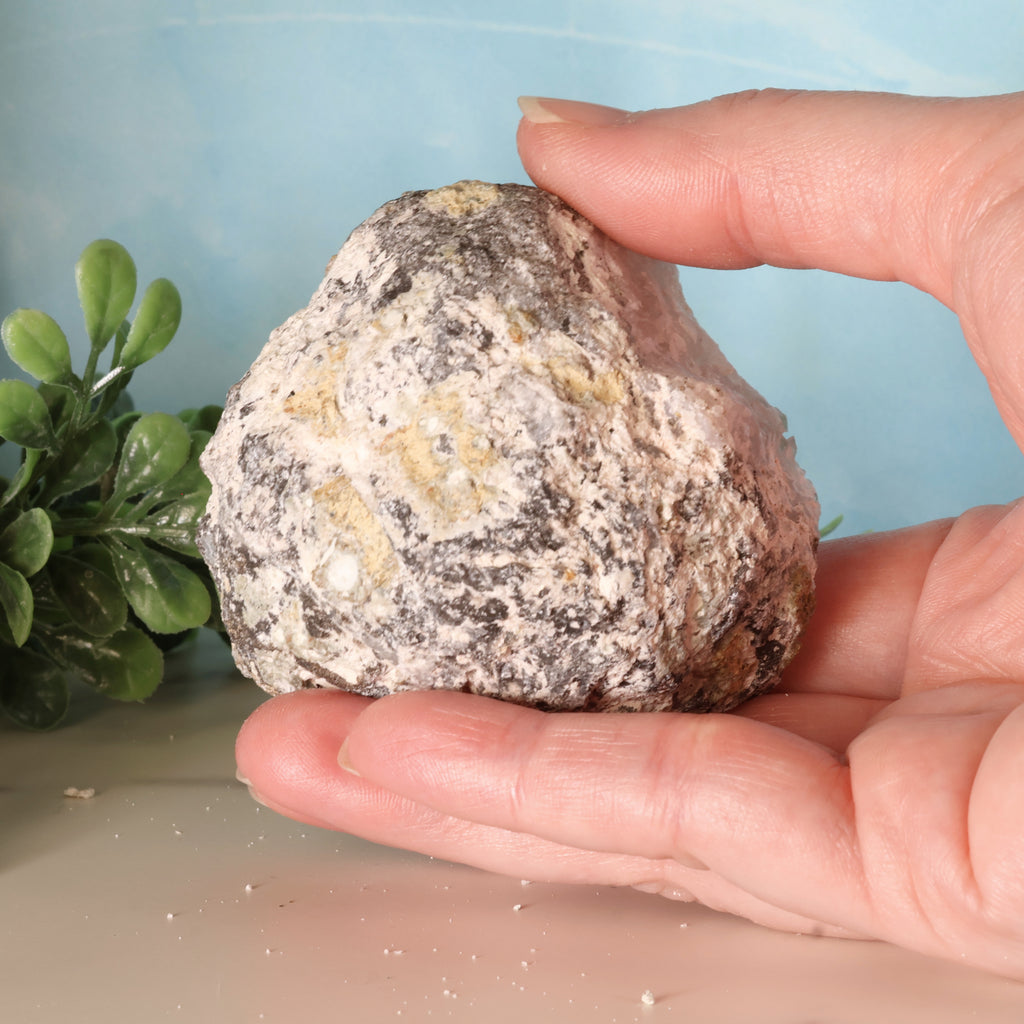 Trancas Geode 37b - Scepter Quartz Formations
