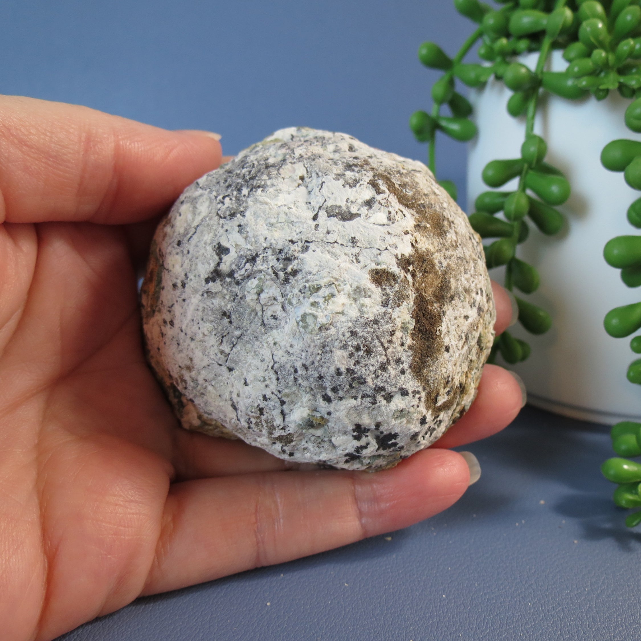 Trancas Geode - Scepter Quartz - Tra26a